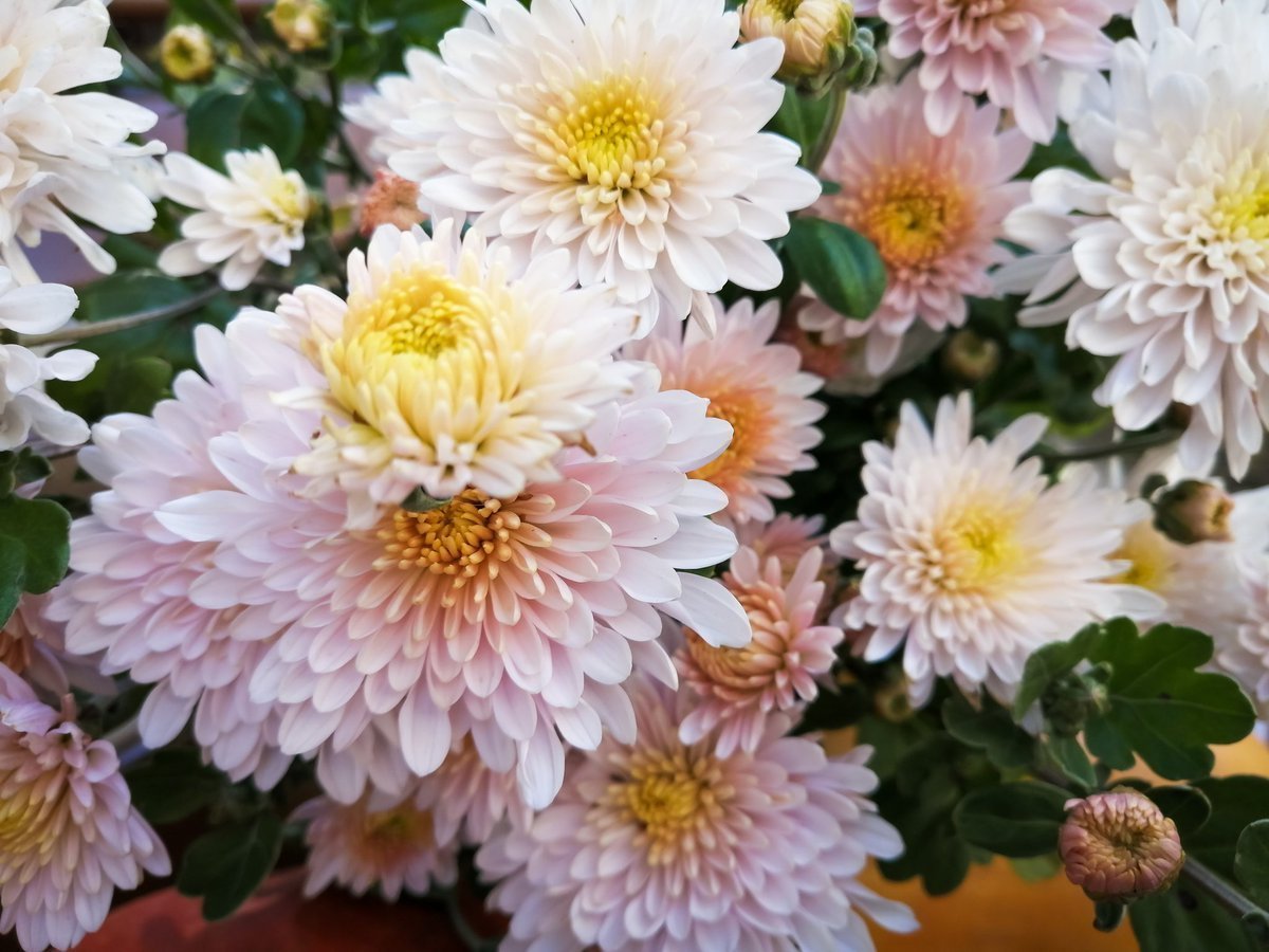 Пионовидные хризантемы букет