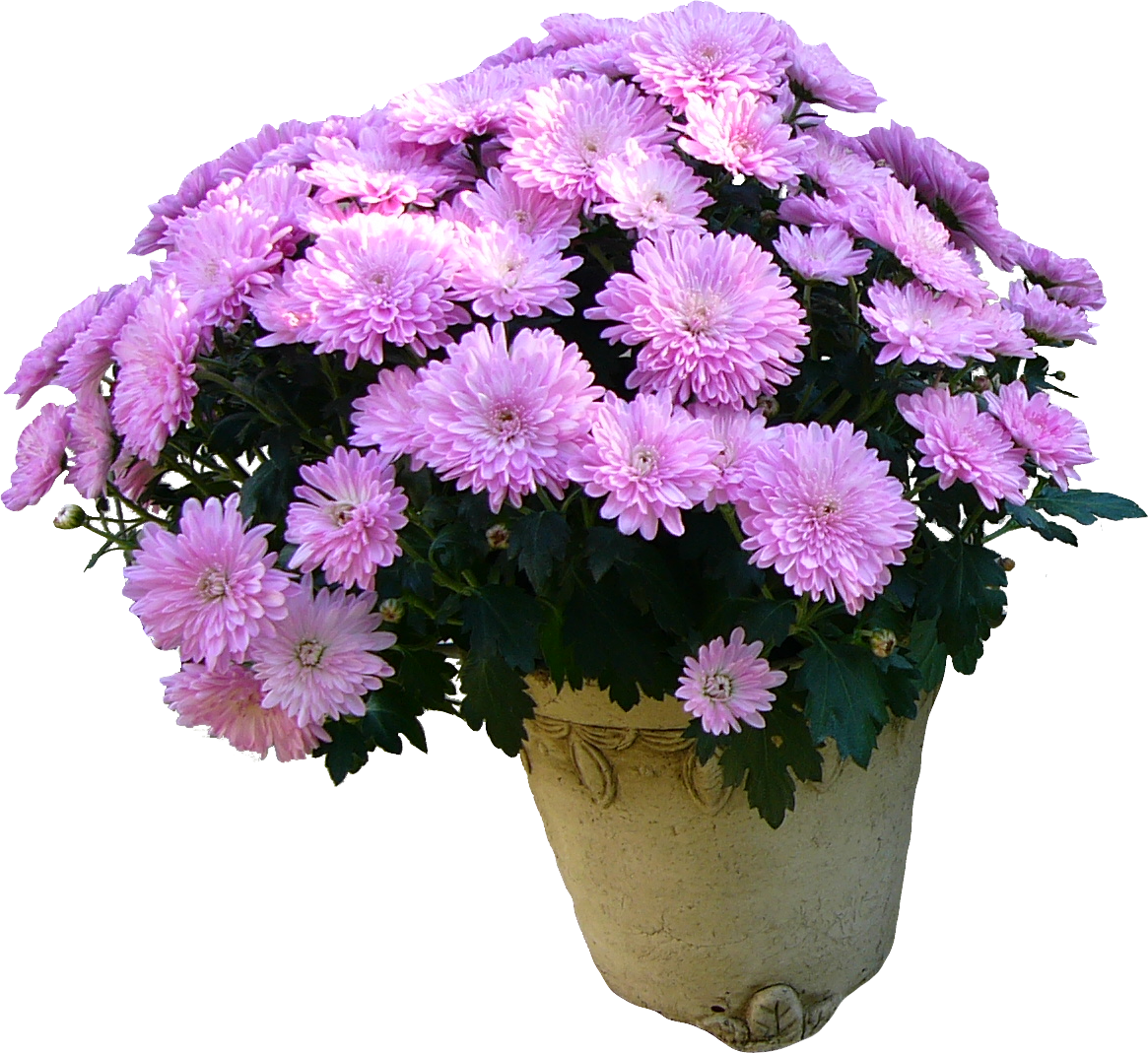 Хризантема Букетная торжество