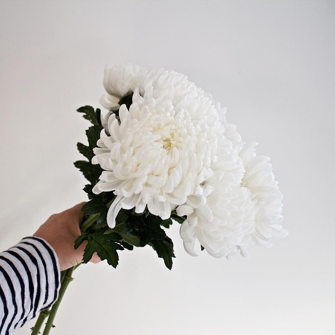 Георгины с гипсофилой