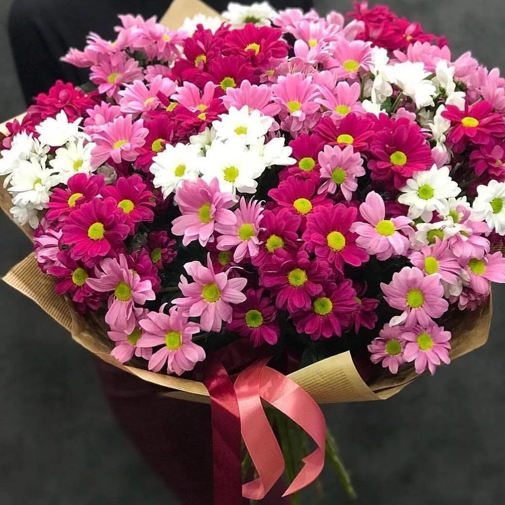 Хризантема кустовая Зембла белая