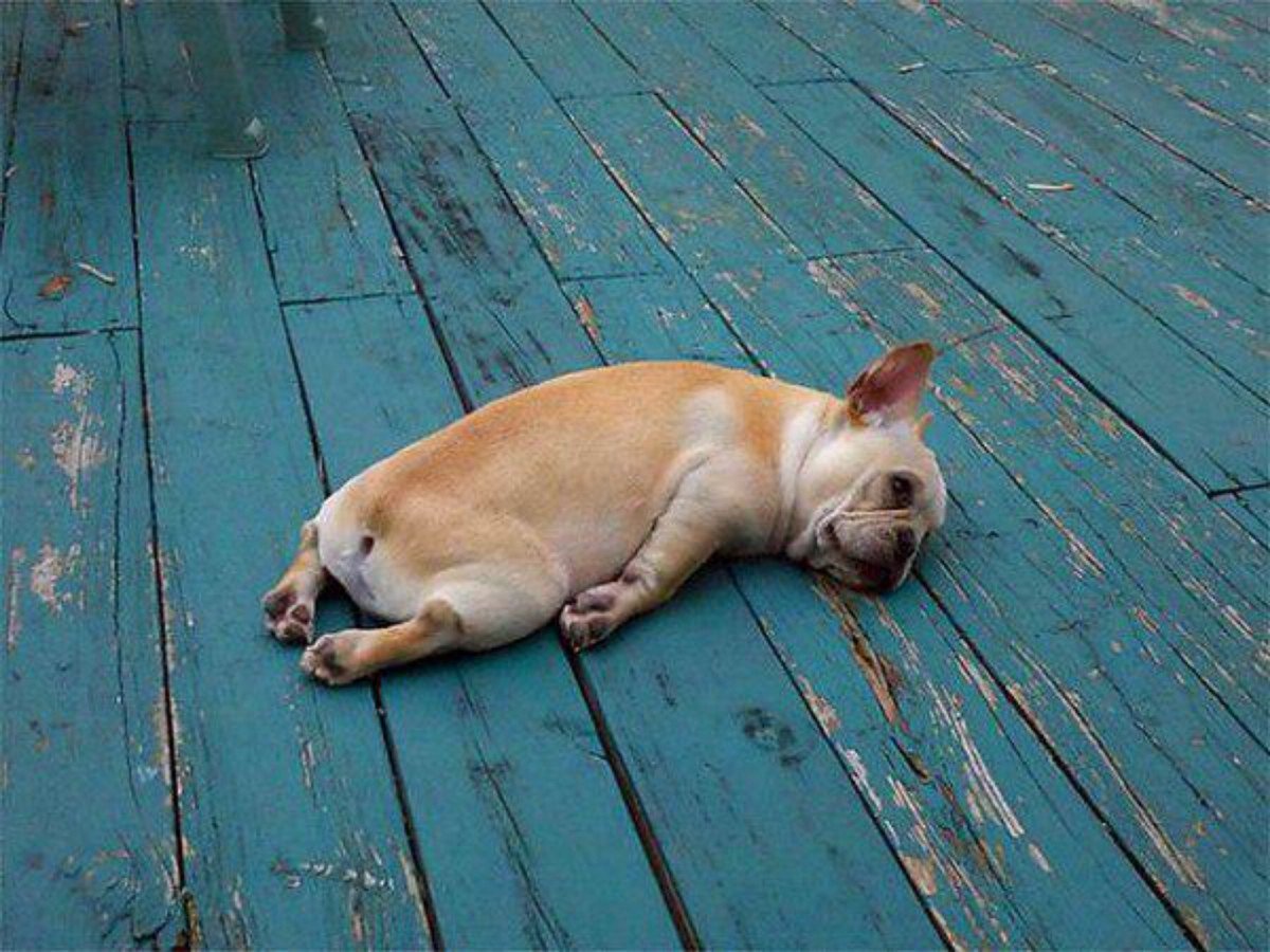 О как тяжёл собачий век и в дождь и в снег и в слякоть