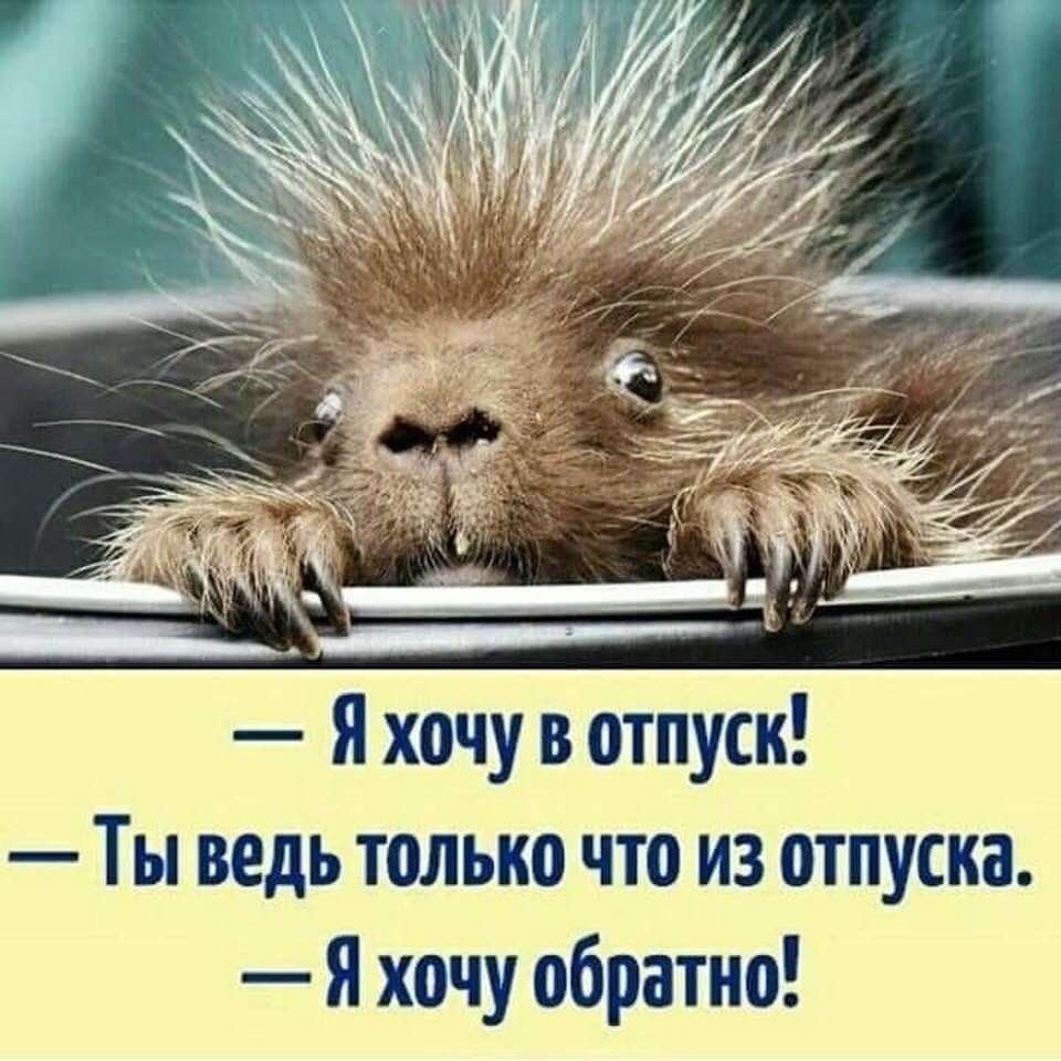 Смешные цитаты про отпуск