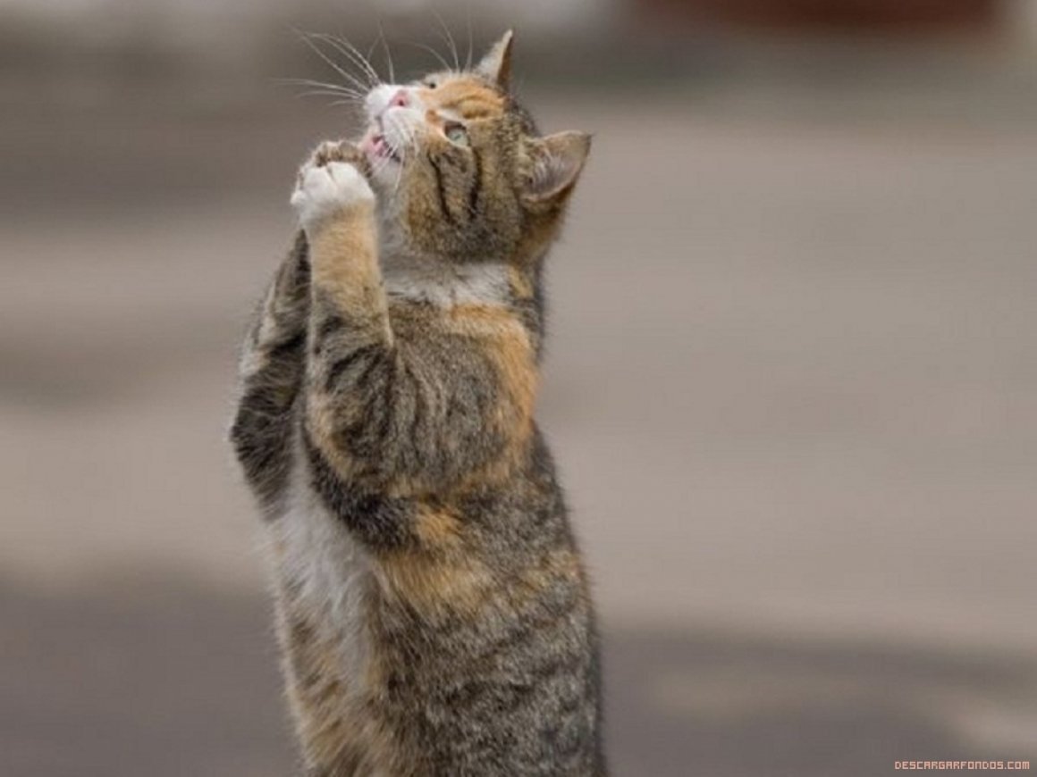 Кошка просит