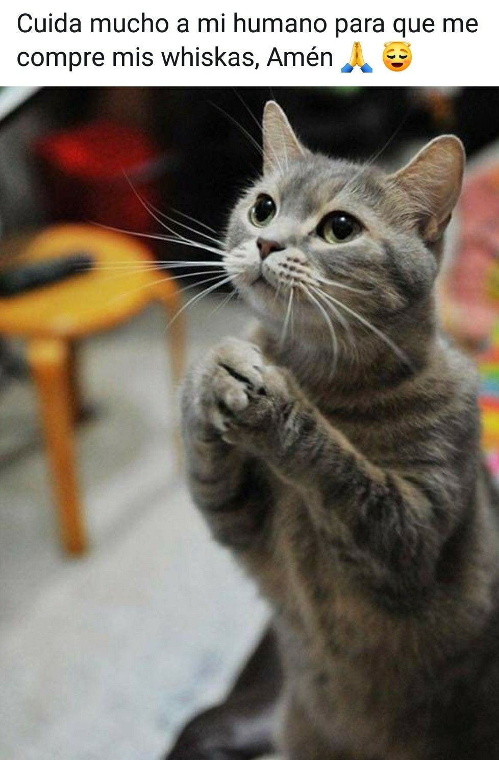 Котенок просит