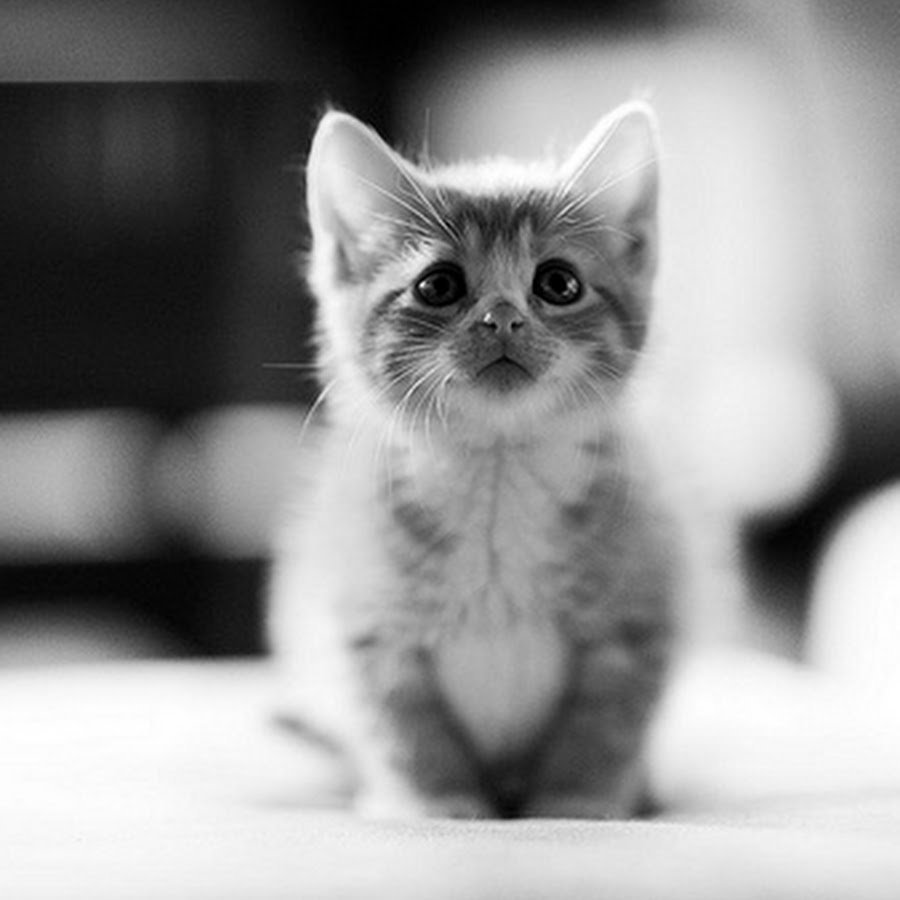 Прости меня котенок