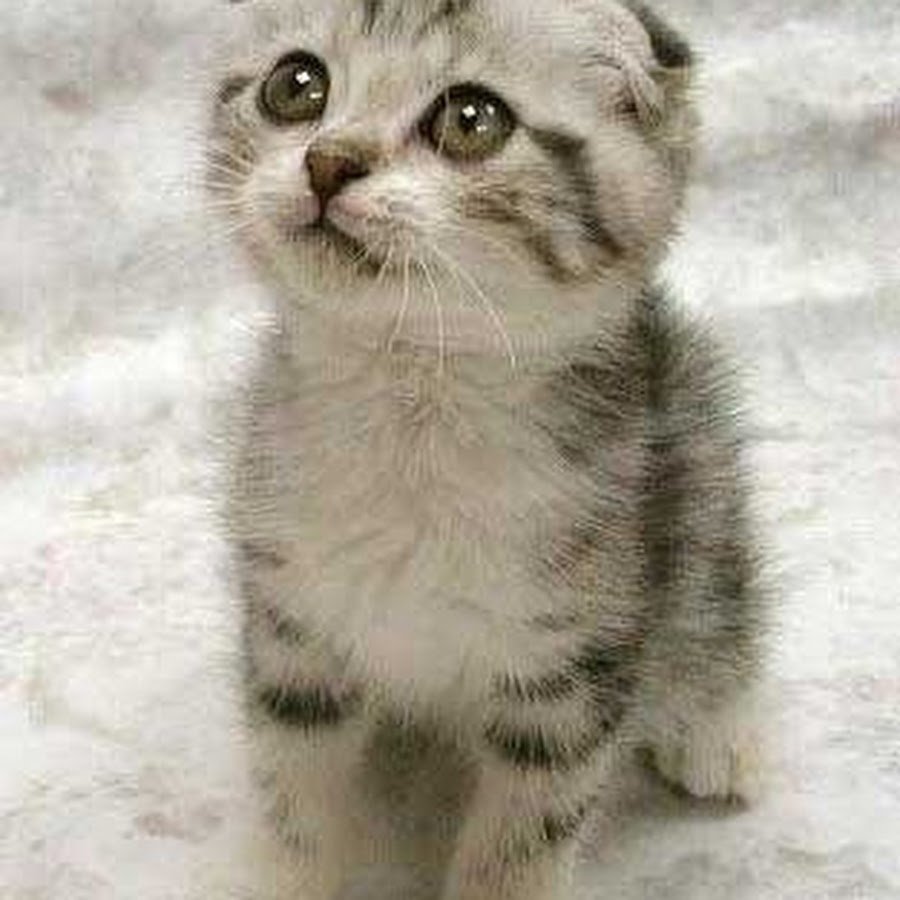 Виноват исправлюсь