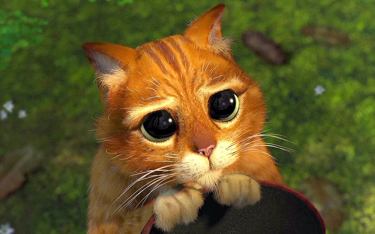 Кот молится