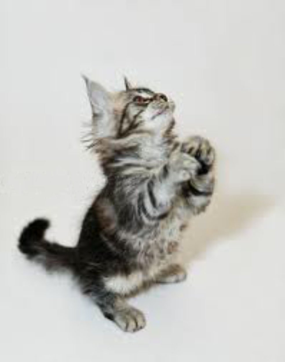 Жалостливые глаза кота из Шрека