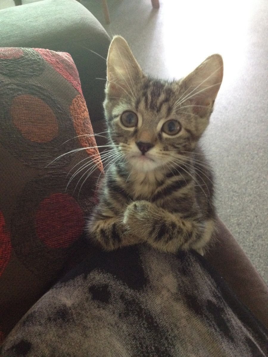 Открытки с извинениями прикольные