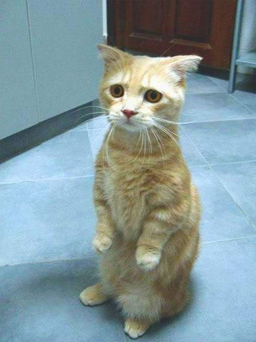 Кот с жалостливыми глазами