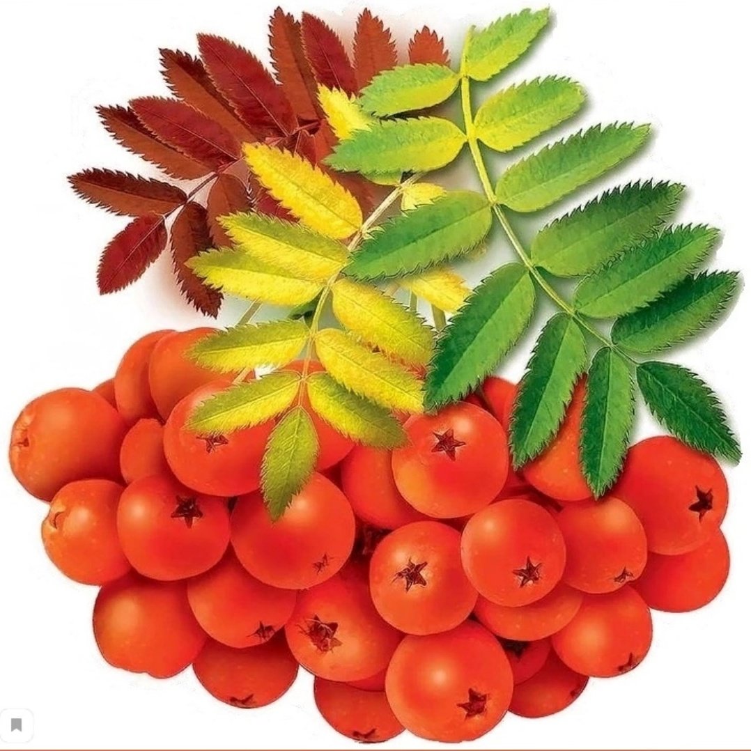 Листья рябины акварелью