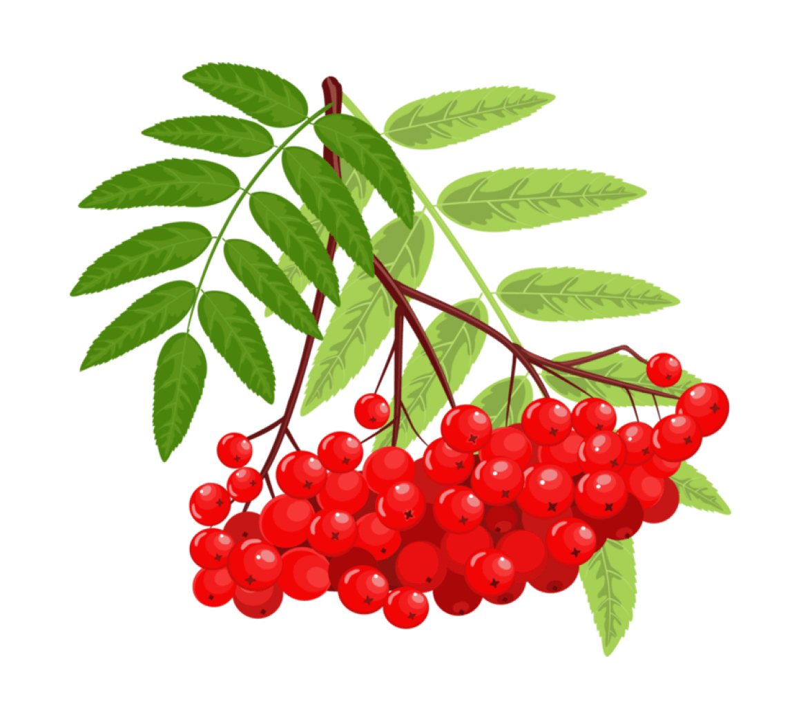 Ветка рябины без ягод и листьев