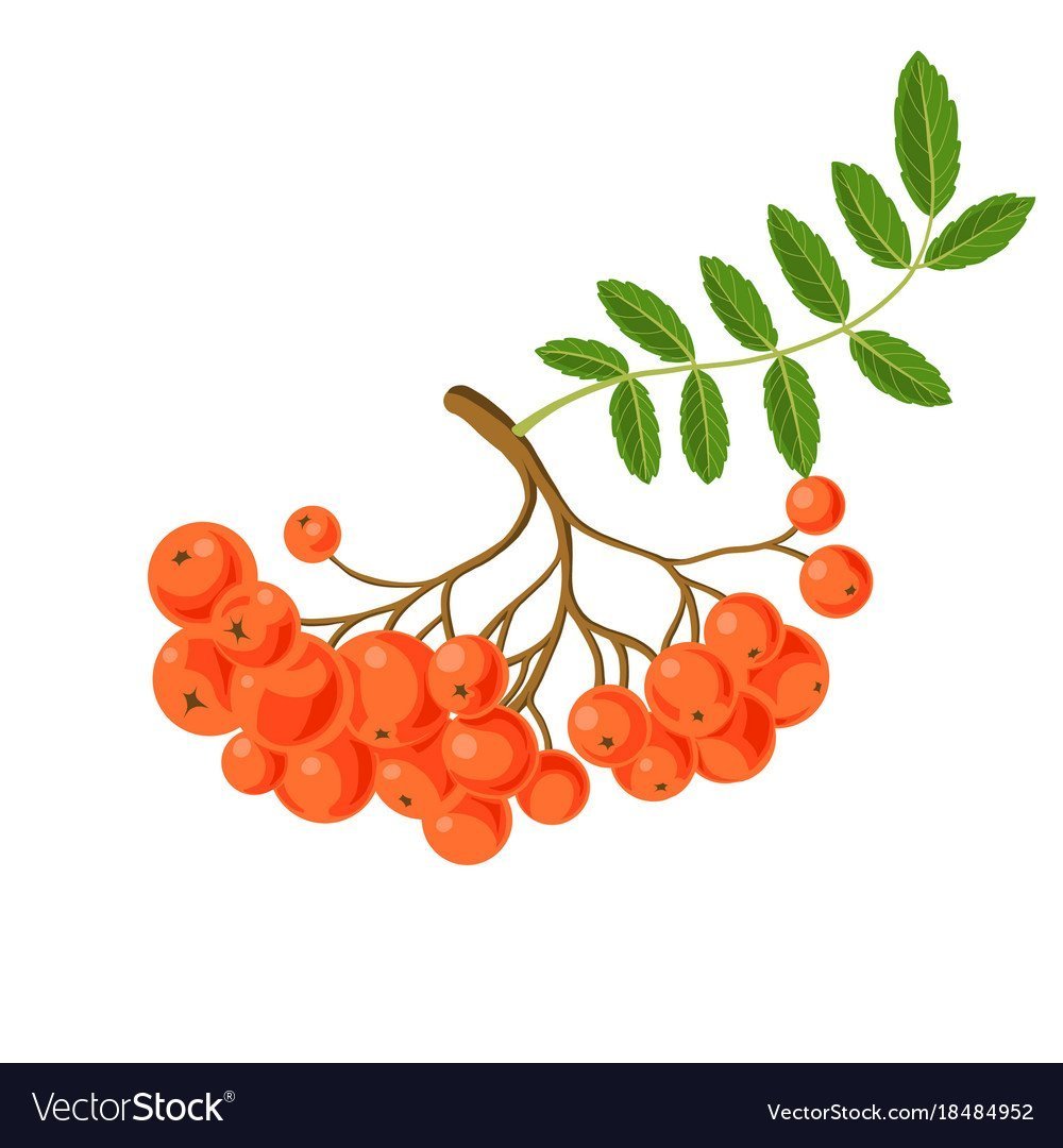 Ветка рябины