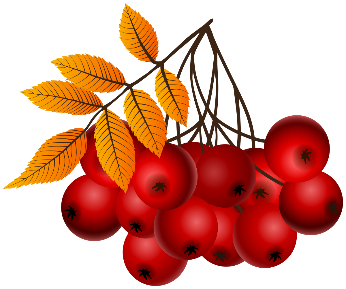 Рябина для украшения группы в детском саду