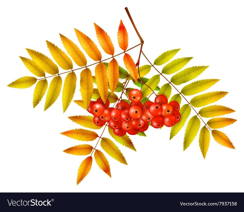 Контур листа рябины с ягодами