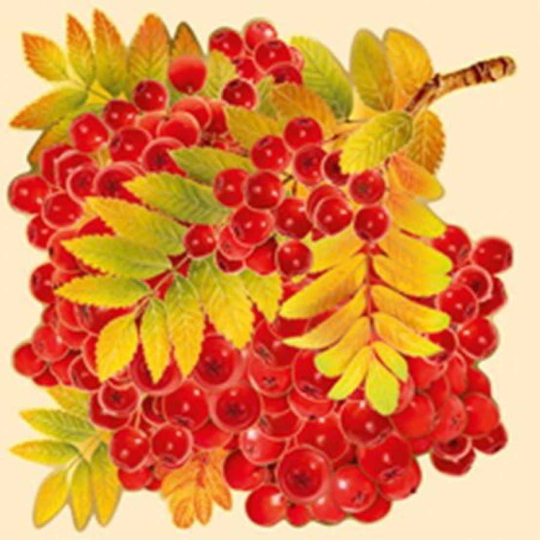 Ветка рябины с листьями