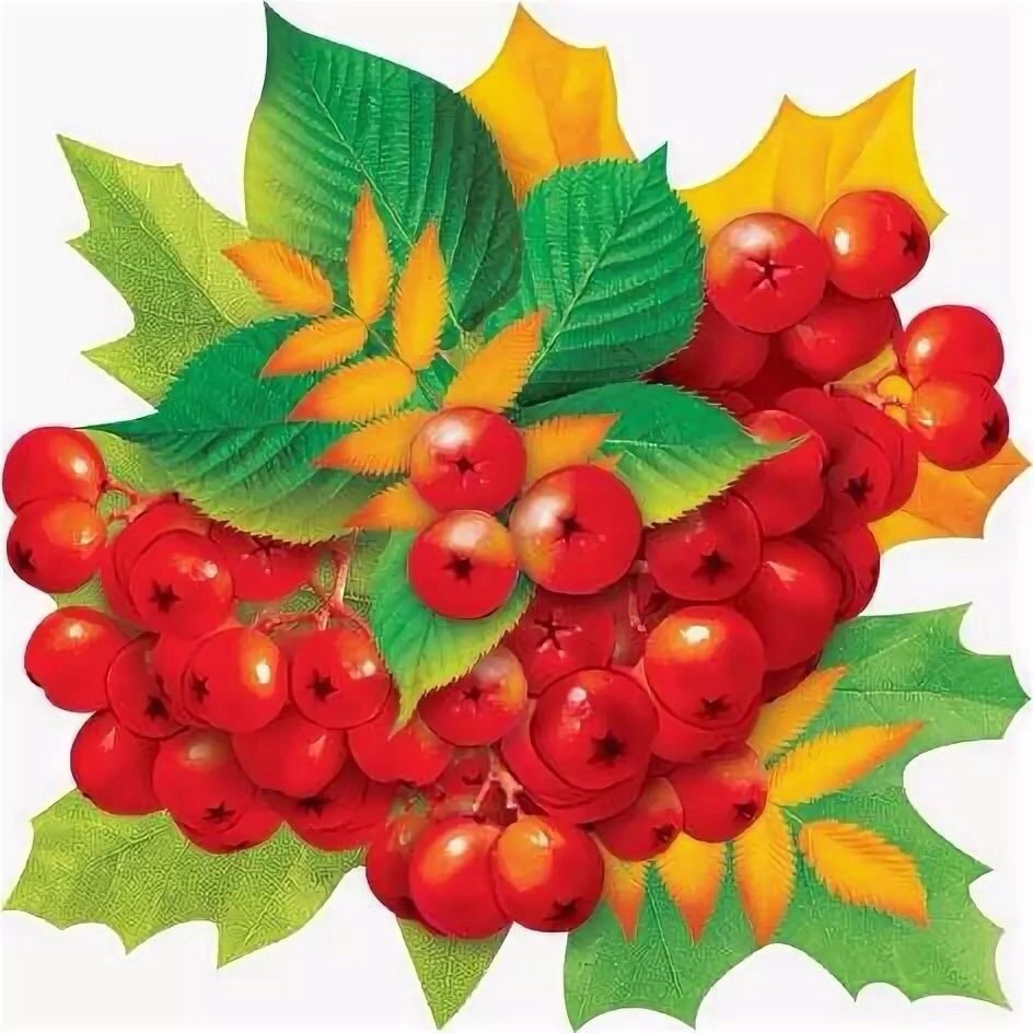 Гроздь рябины