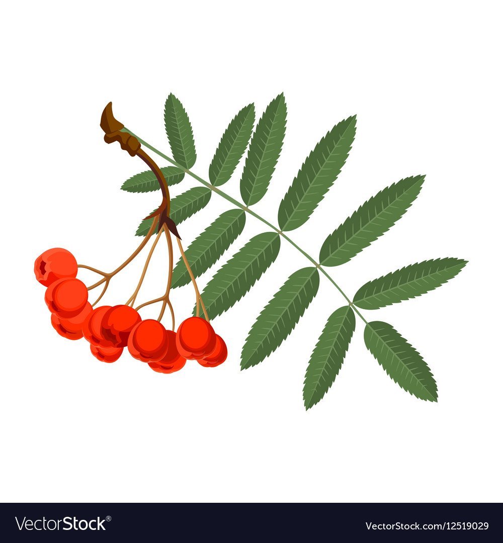 Дерево горобини