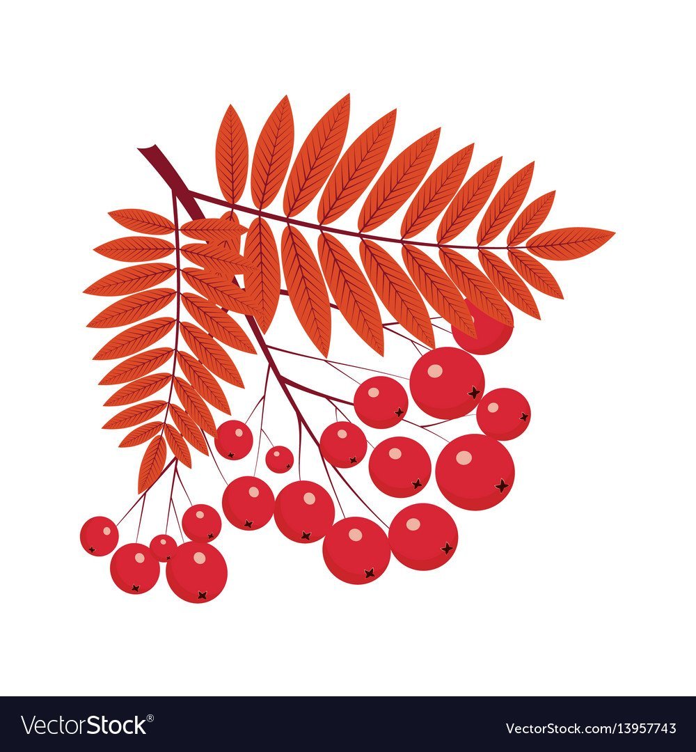 Рамка с рябиной на прозрачном фоне