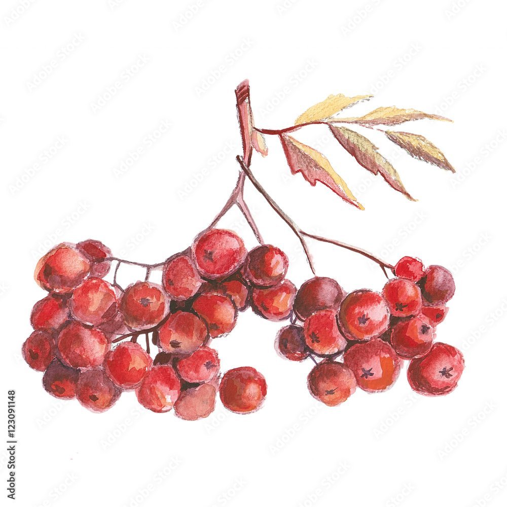 Рябинка картинка для детей