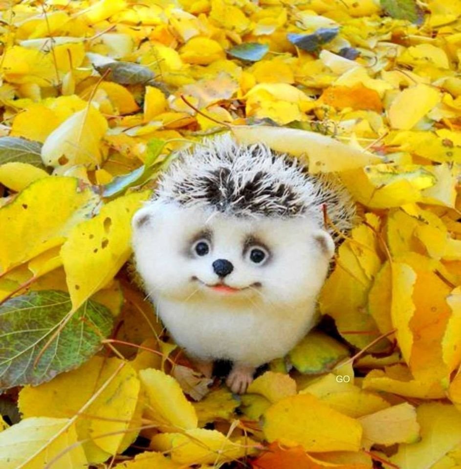 Доброе осеннее утро прикольные