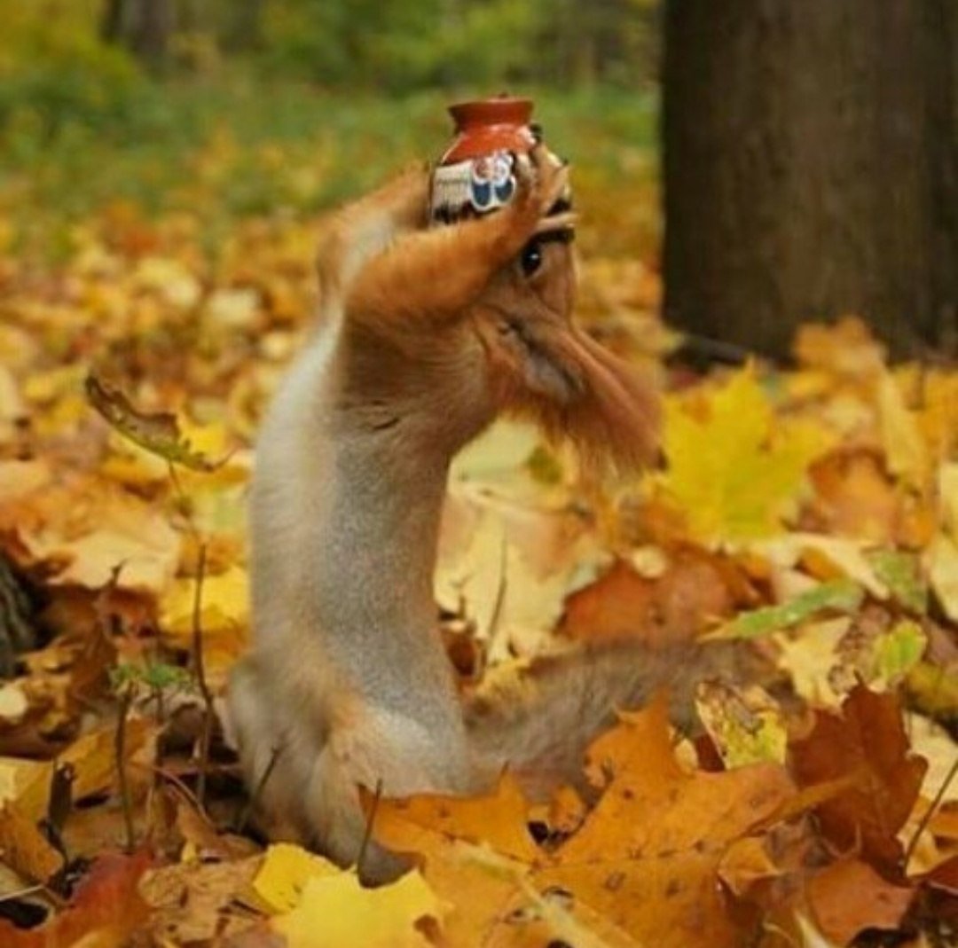 Собака в осенних листьях