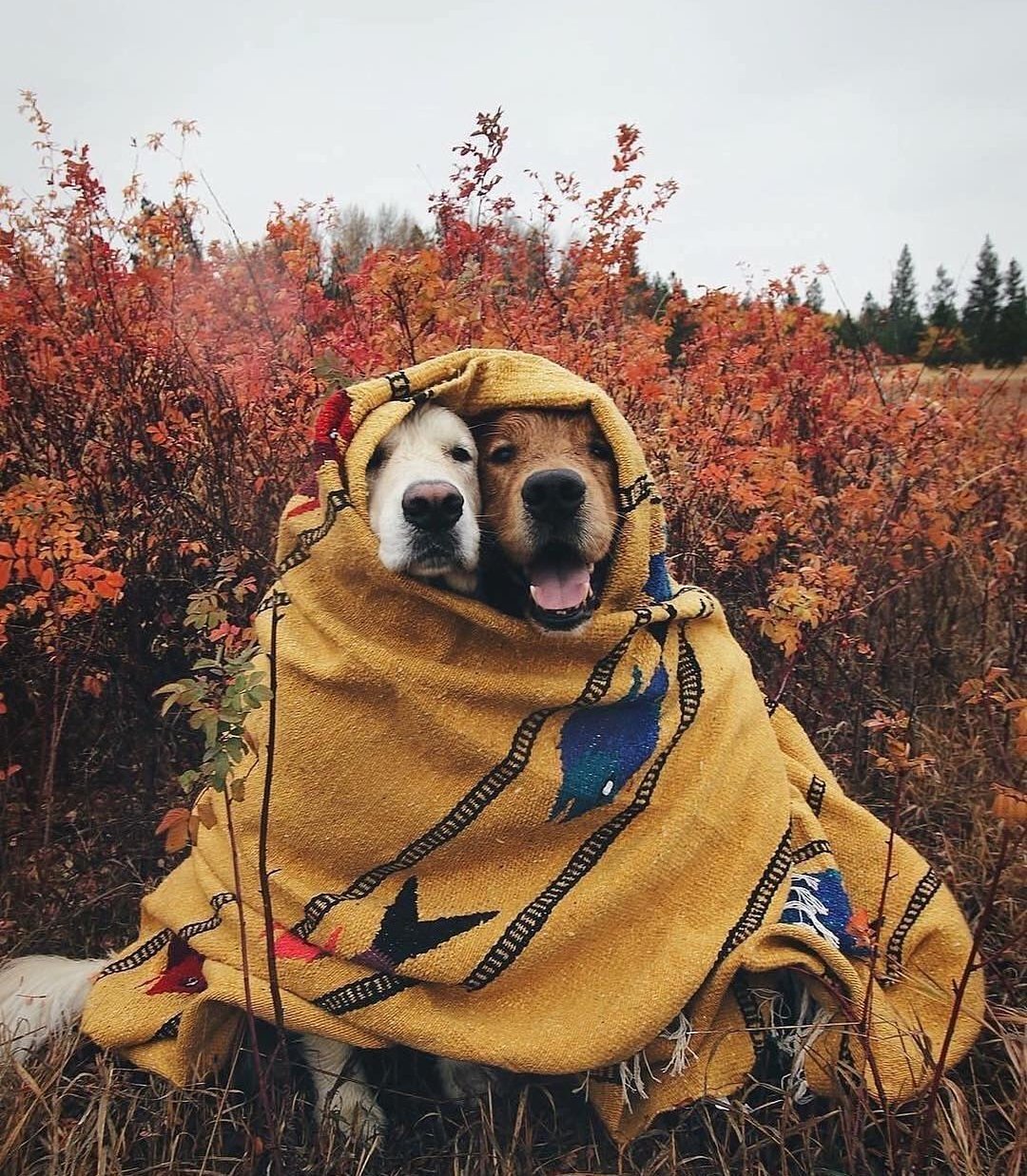 Позитивная осень