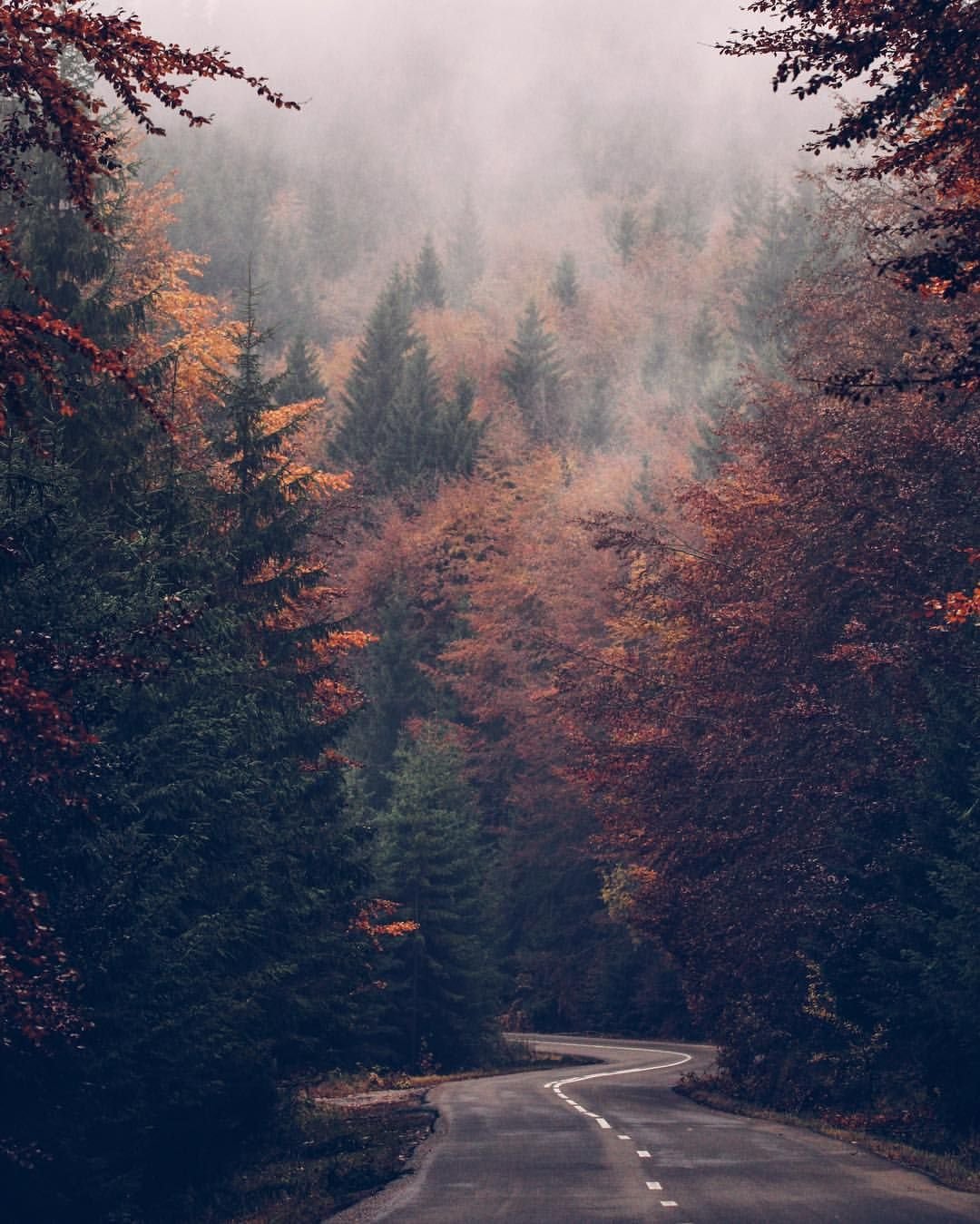 Лес вдохновения. Скандинавия лес Шварцвальд. Лес в тумане. Атмосферные пейзажи. Эстетика природы.