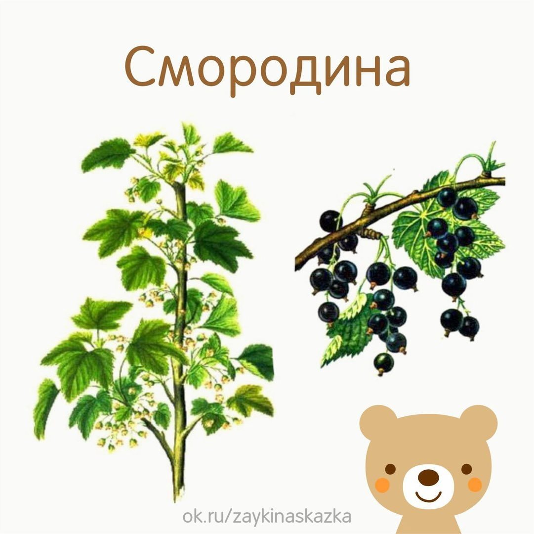 Карточки кустарники для детей