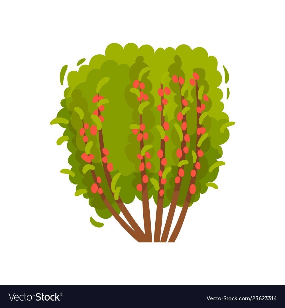 Куст с ягодами вектор