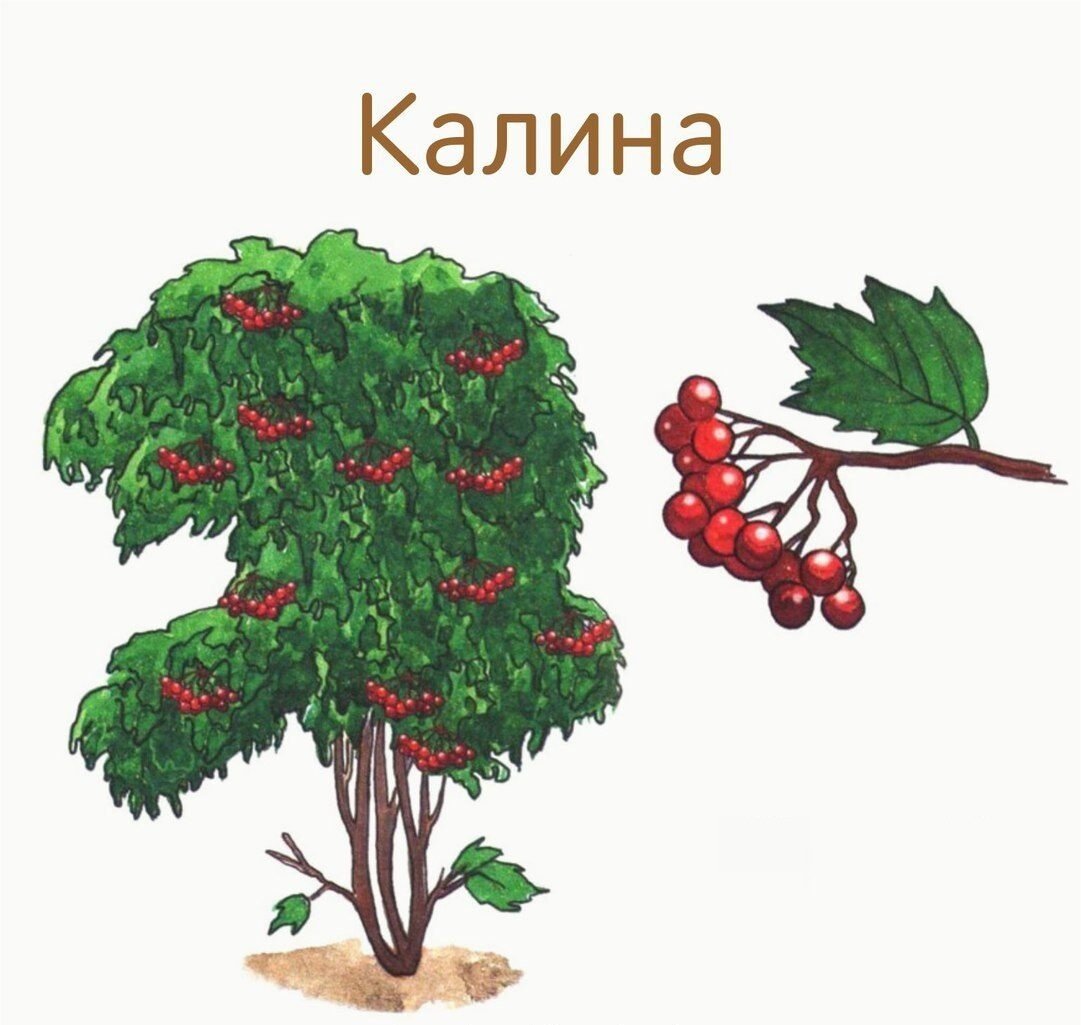 Кусты для дошкольников