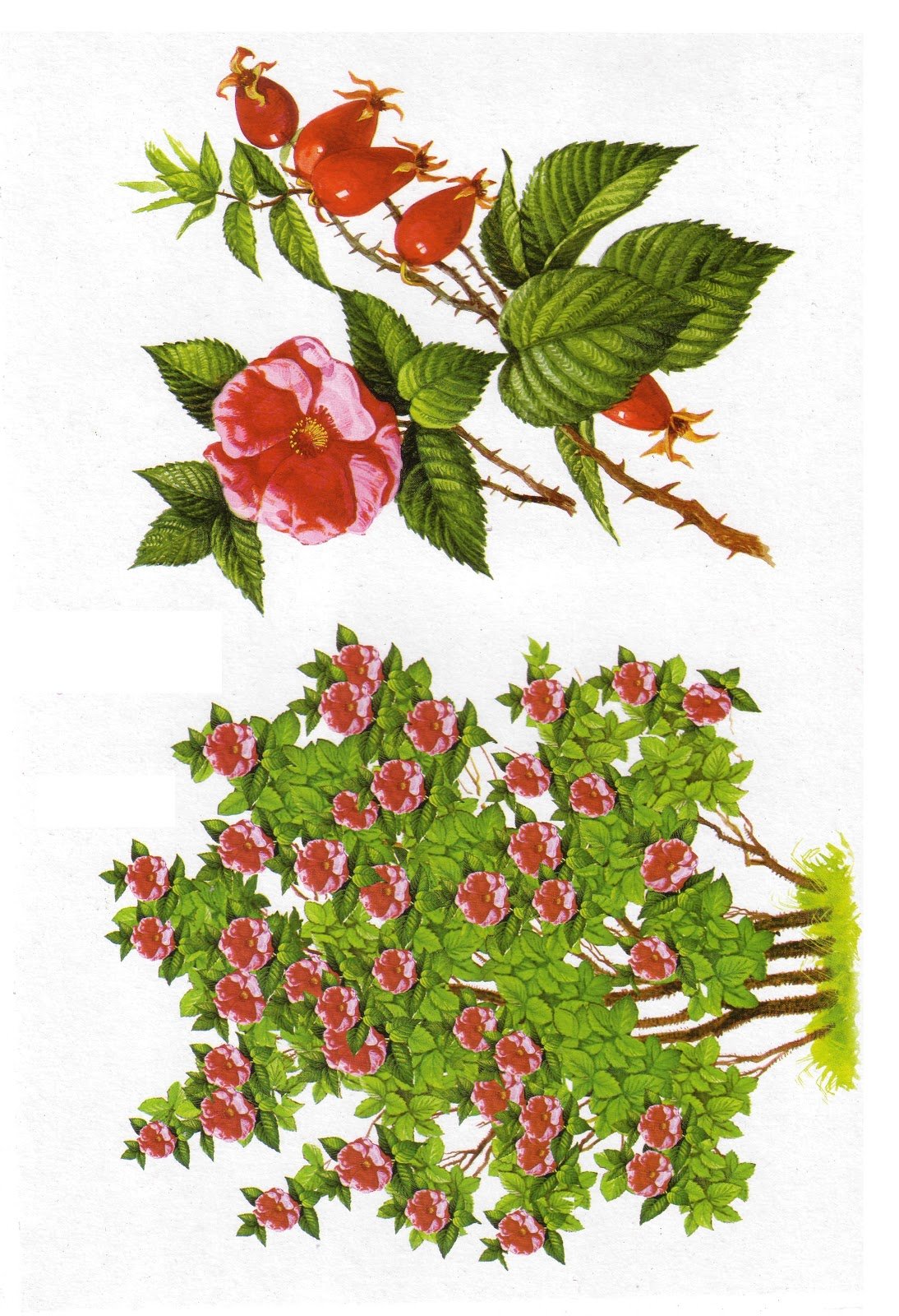 Шиповник куст для гербария