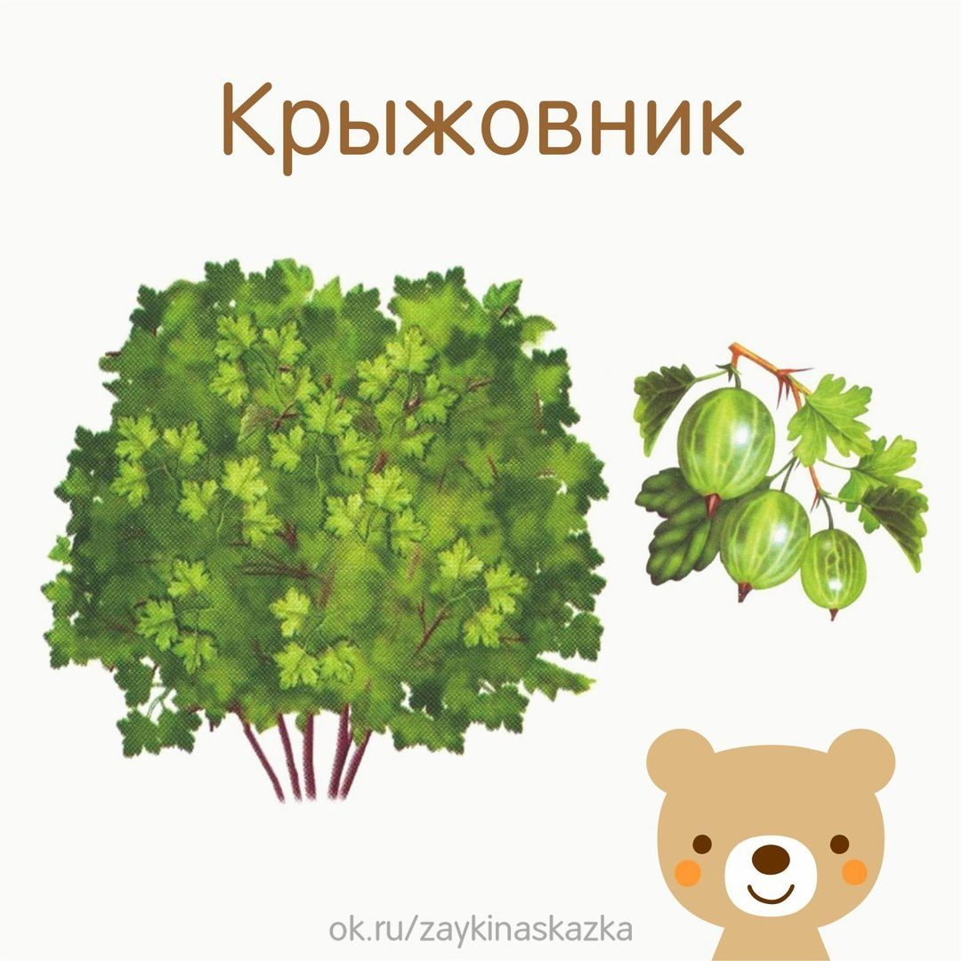 Обучающие карточки кустарники
