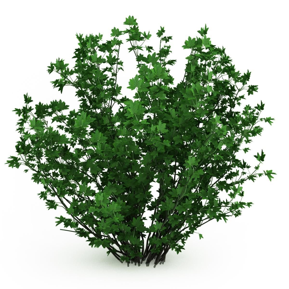 Кусты красочная картинка с надписью