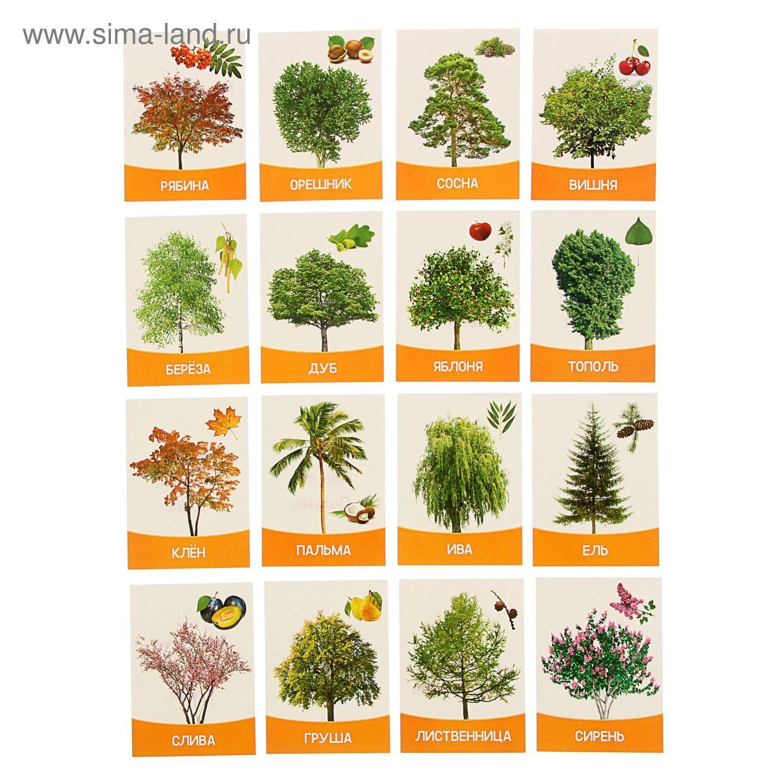 Какие есть деревья названия. Карточки деревья и кустарники. Лиственные деревья для дошкольников. Карточки деревья и кустарники для детей. Карточки деревья для детей.