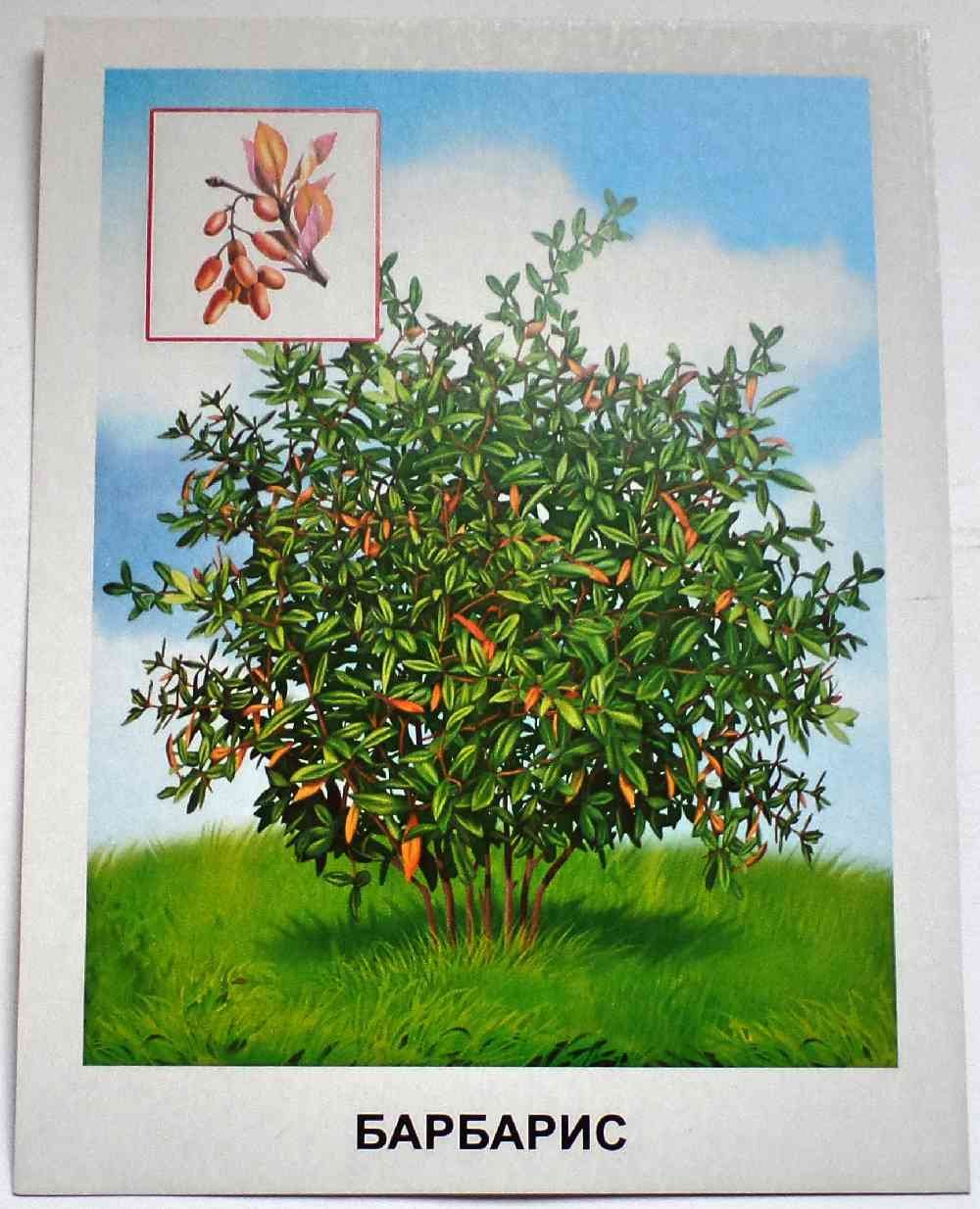 Кустарники для детей