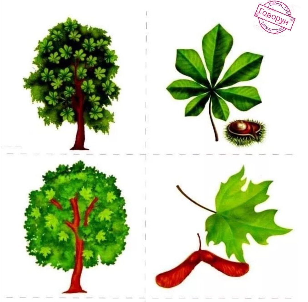 Кустарники картинки для детей