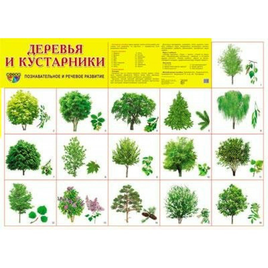 Лиственные деревья Урала