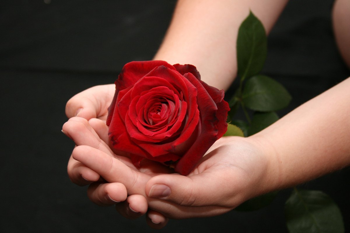 Роза в руке