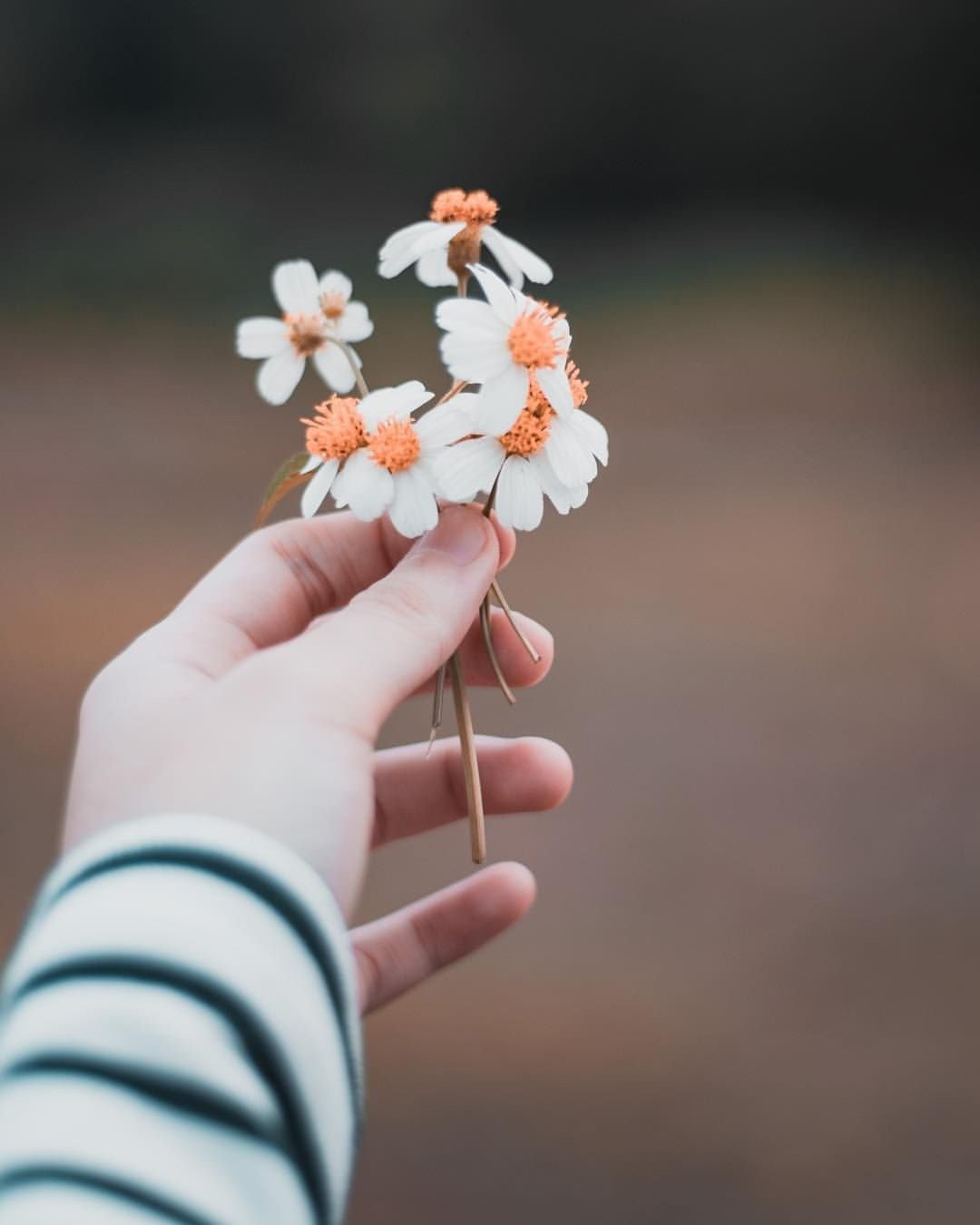 Красивые цветы в руках