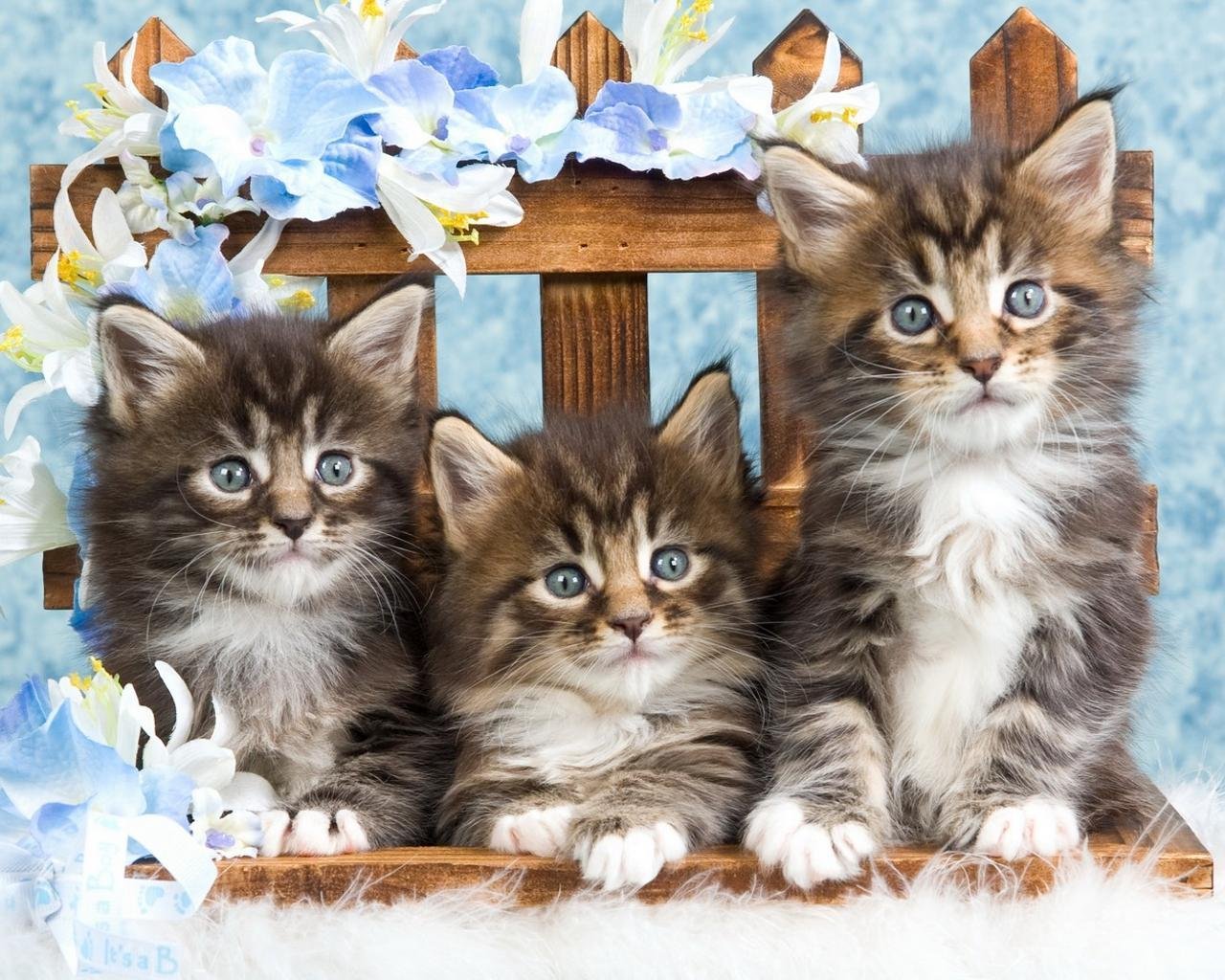 день кошек открытки