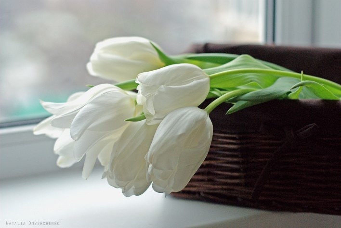 Белые тюльпаны на подоконнике