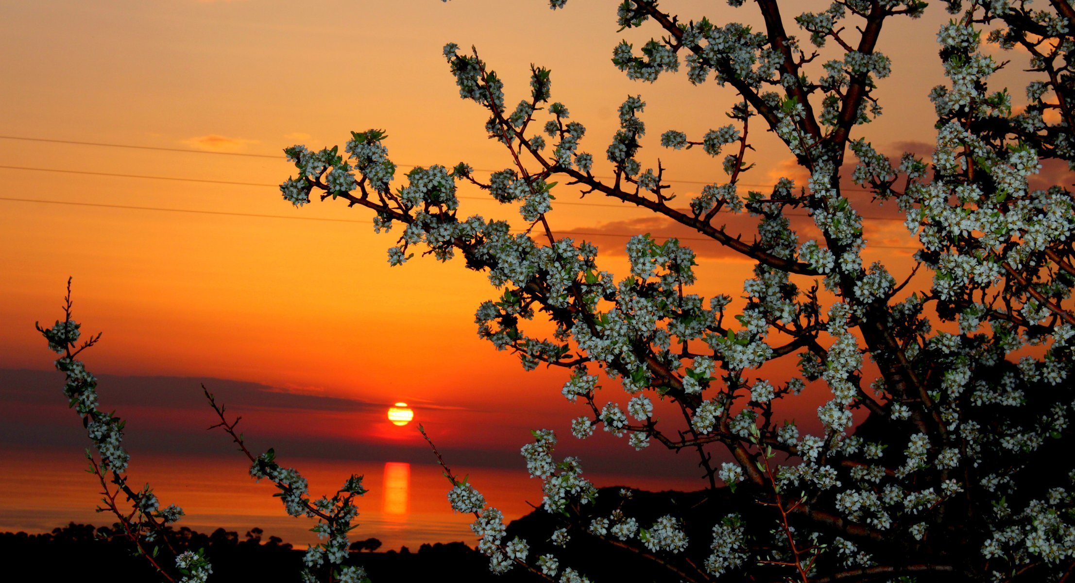 Весенний вечер картинки позитивные. Весенний закат. Цветущее дерево. Красивый весенний закат. Дерево на фоне восходящего солнца.