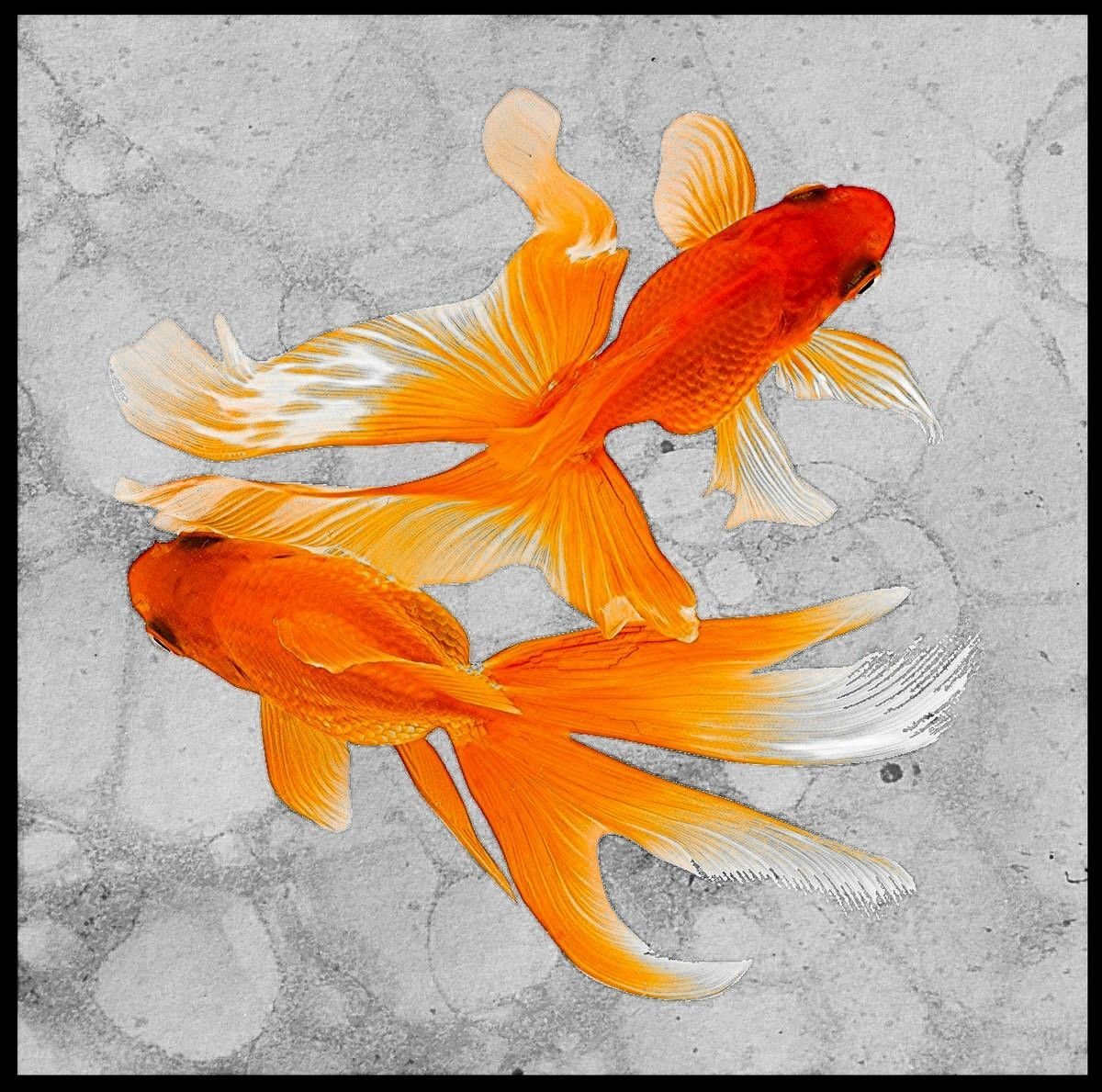 Рыбки по фен шуй