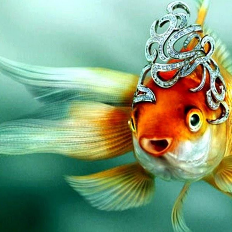 Золотая рыбка рисунок акварелью