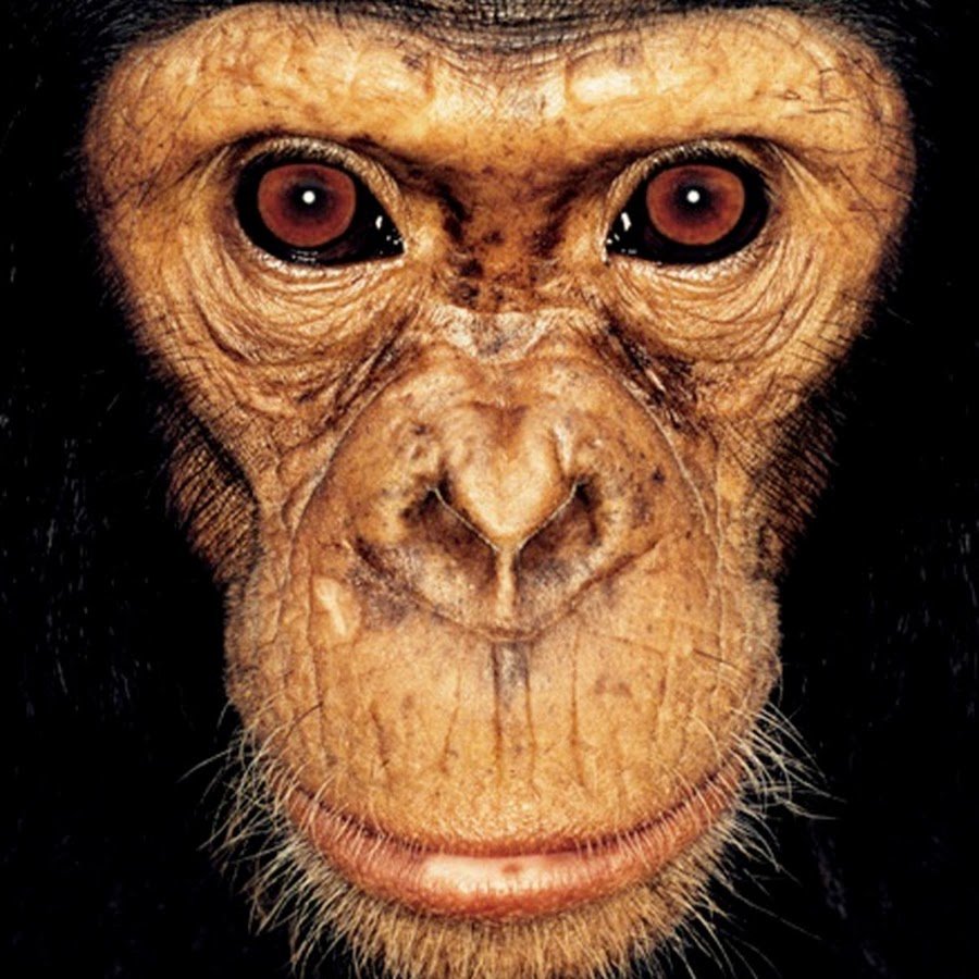 Красивые обезьянки фото