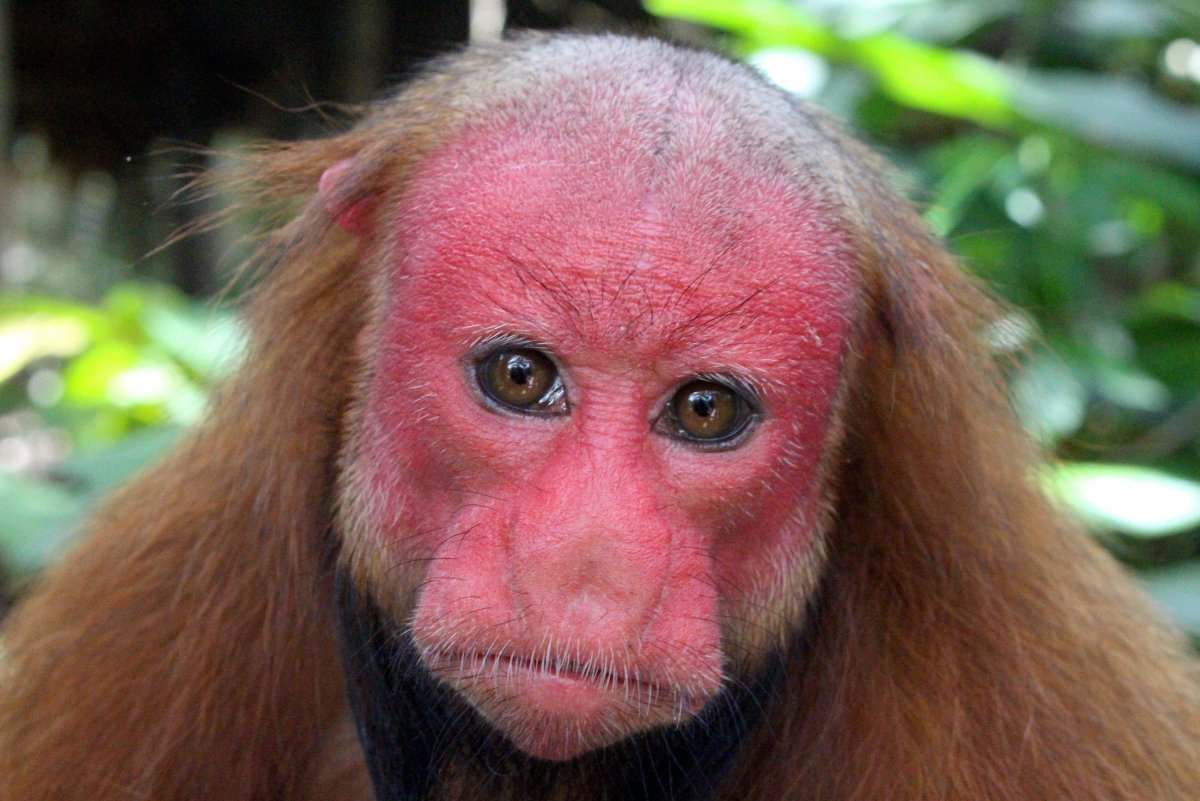 Аватарка обезьяны