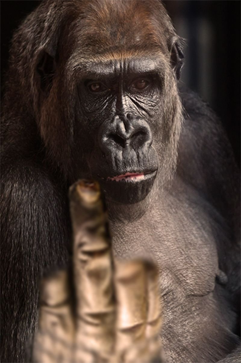 Лысая горилла