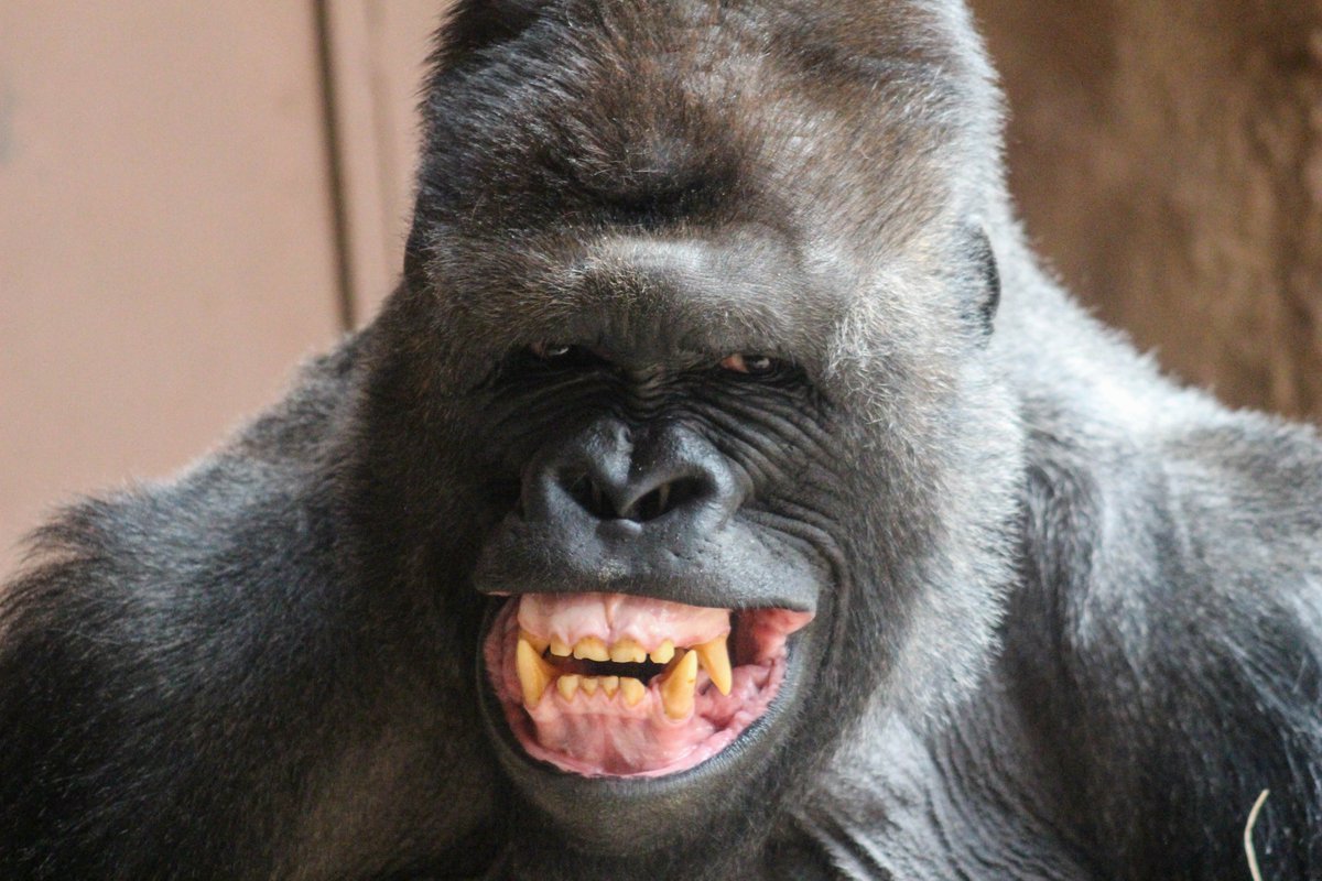 Кинг Конг Джимми