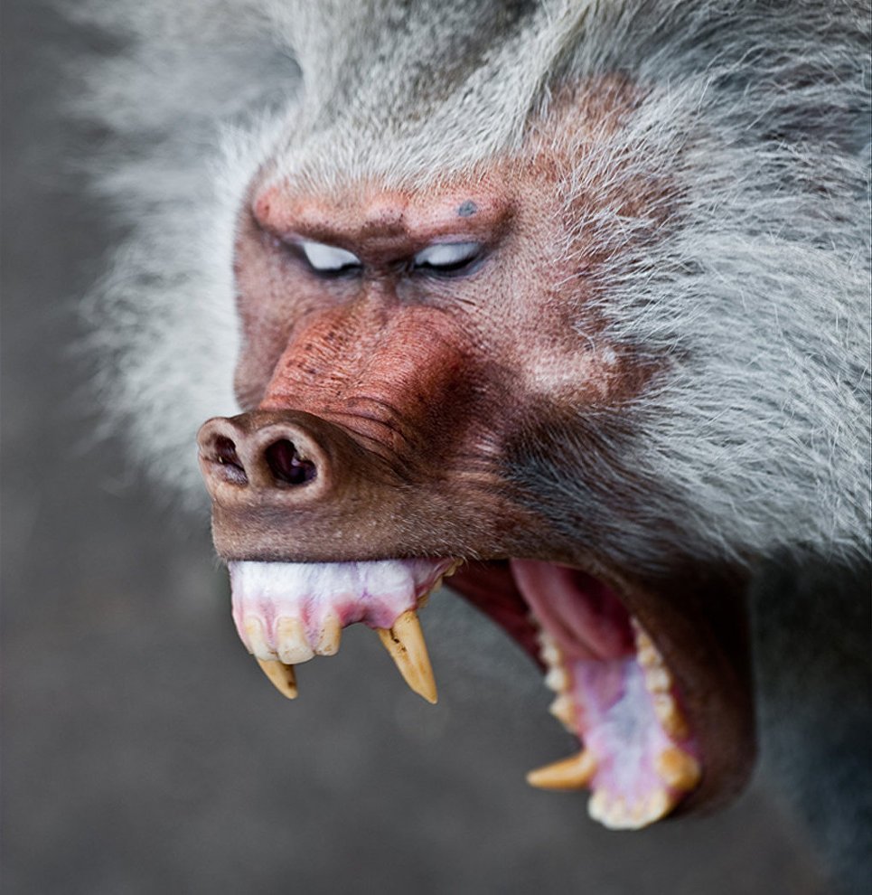 Обезьянка лохматая